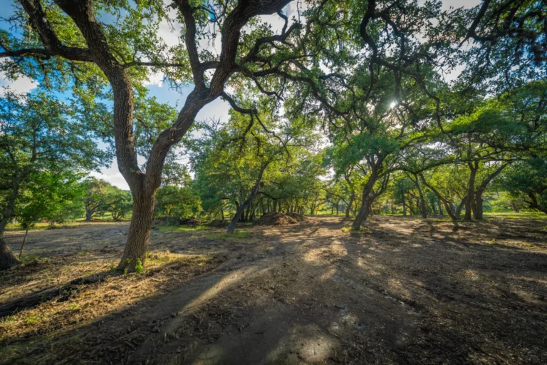 Hundreds of oak trees setting the stage for Lot 31 in Pecan Springs, Boerne, TX